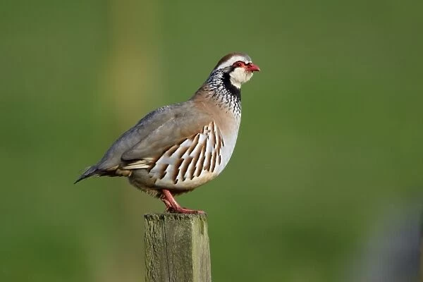 Red-Legged Partridge-male calling from fence post, Northumberland UK