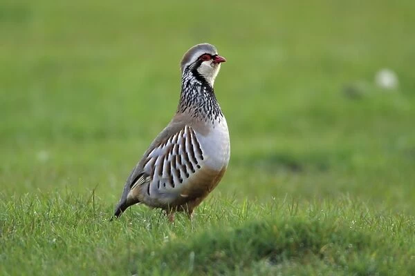 Red-Legged Partridge-male calling from meadow, Northumberland UK
