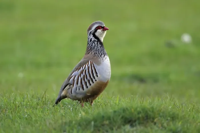 Framed Print : Red-Legged Partridge-male calling from meadow, Northumberland UK Framed Print : Red-Legged Partridge-male calling from meadow, Northumberland UK