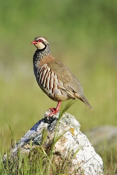 Red legged Partridge - male perched on stone, Alentejo, Portugal