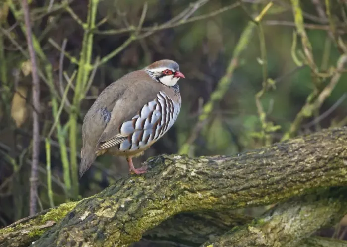 Framed Print : Red-legged Partridge in Oxon garden March. UK Framed Print : Red-legged Partridge in Oxon garden March. UK