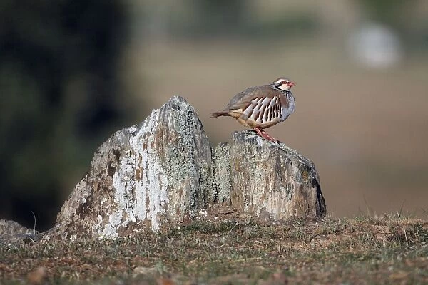 Red-legged Partridge - perched on stones, region of Alentejo, Portugal