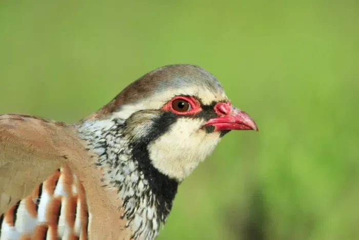 Framed Print : Red legged Partridge - portrait of male, Alentejo, Portugal Framed Print : Red legged Partridge - portrait of male, Alentejo, Portugal