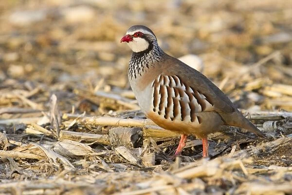 Red Legged Partridge - single adult standing in a field - Wiltshire - England - UK