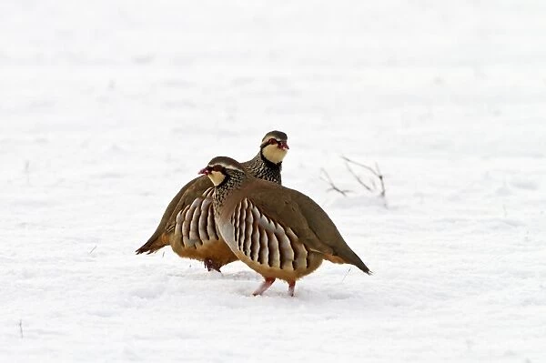 Red legged Partridge - two in snow - Bedfordshire UK 8885