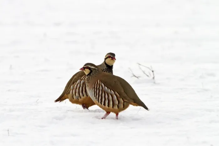 Framed Print : Red legged Partridge - two in snow - Bedfordshire UK 8885 Framed Print : Red legged Partridge - two in snow - Bedfordshire UK 8885