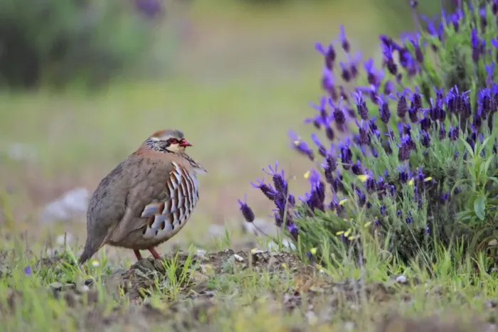Framed Print : Red legged Partridge - beside wild lavender bush, Alentejo, Portugal Framed Print : Red legged Partridge - beside wild lavender bush, Alentejo, Portugal