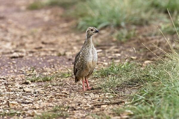Red-legged Partridge - Young. France
