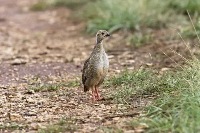 Framed Print : Red-legged Partridge - Young. France Framed Print : Red-legged Partridge - Young. France