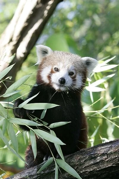 Red  /  Lesser Panda - eating bamboo