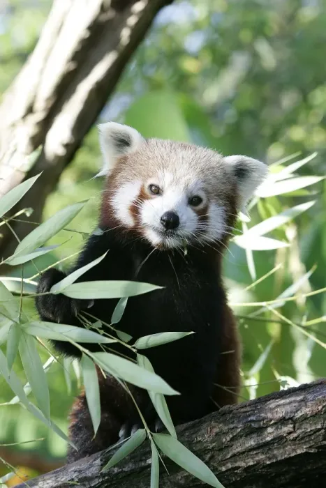 Framed Print : Red / Lesser Panda - eating bamboo Framed Print : Red / Lesser Panda - eating bamboo