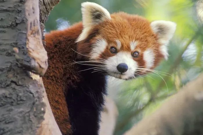 Framed Print : Red / Lesser Panda - Peering round tree branch. 4Mu77 Framed Print : Red / Lesser Panda - Peering round tree branch. 4Mu77