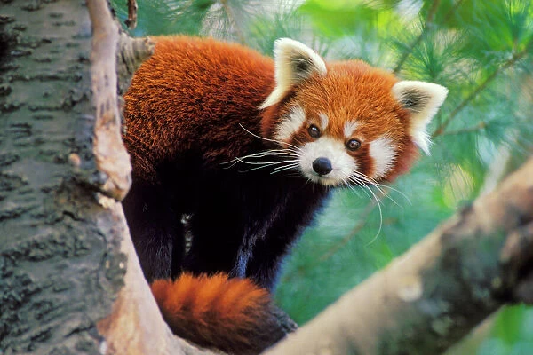 Red / Lesser Panda - Peering round tree branches. 4Mu81