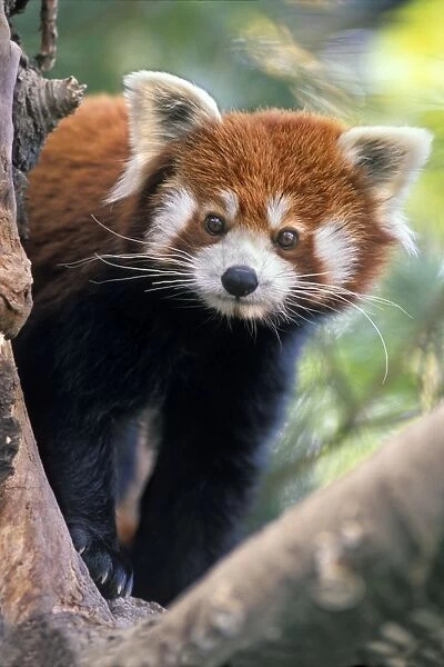 Red / Lesser Panda - Peering through tree branches, 4Mu65