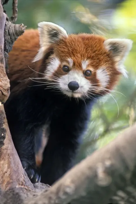 Framed Print : Red / Lesser Panda - Peering through tree branches, 4Mu65 Framed Print : Red / Lesser Panda - Peering through tree branches, 4Mu65