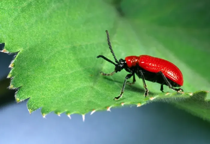 Framed Print : Red Lily Beetle - Adult on leaf Location: English garden Framed Print : Red Lily Beetle - Adult on leaf Location: English garden