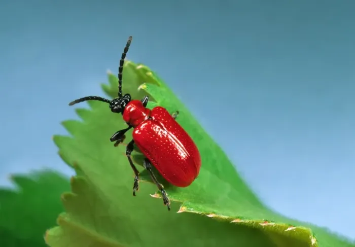Framed Print : Red Lily Beetle - Adult on leaf Location: English garden Framed Print : Red Lily Beetle - Adult on leaf Location: English garden