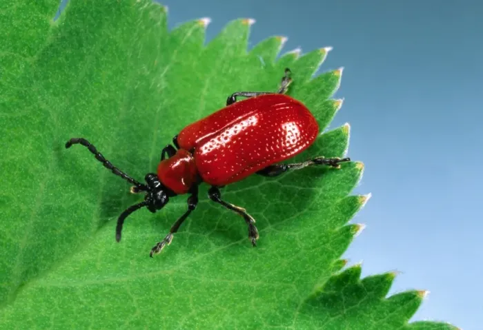 Framed Print : Red Lily Beetle - Adult on leaf Location: English garden Framed Print : Red Lily Beetle - Adult on leaf Location: English garden