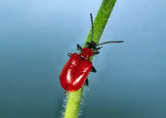 Framed Print : Red Lily Beetle - Adult on plant stem Location: English garden Framed Print : Red Lily Beetle - Adult on plant stem Location: English garden