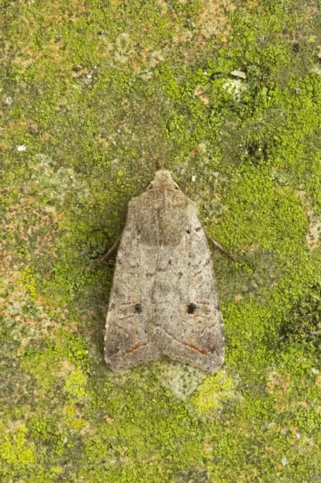 Framed Print : Red-line Quaker Moth Agrochola lota Essex, UK IN000642 Framed Print : Red-line Quaker Moth Agrochola lota Essex, UK IN000642