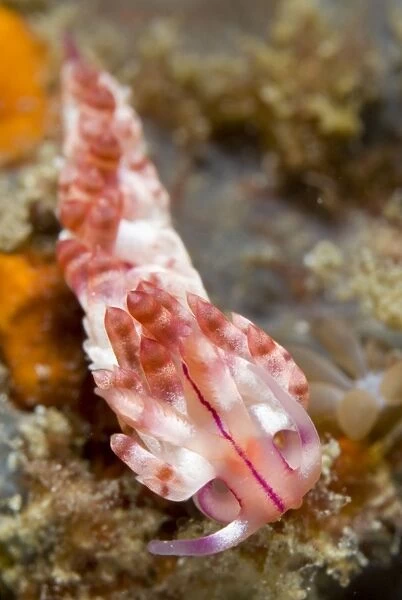 Red-lined Flabellina Nudibranch