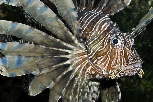 Red Lionfish  /  Dragon Fish - reefs, Indo-Pacific