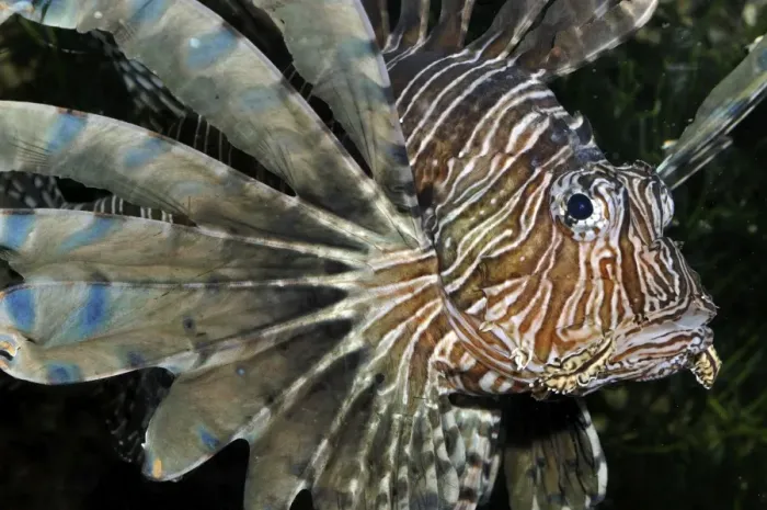 Framed Print : Red Lionfish / Dragon Fish - reefs, Indo-Pacific Framed Print : Red Lionfish / Dragon Fish - reefs, Indo-Pacific