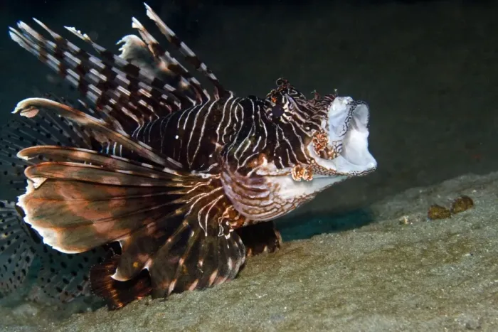 Framed Print : Red Lionfish - yawning - Red Sea