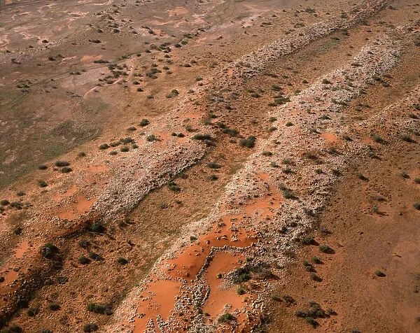 Red longitudinal sand dunes Strzelecki Desert, South Australia JPF41295