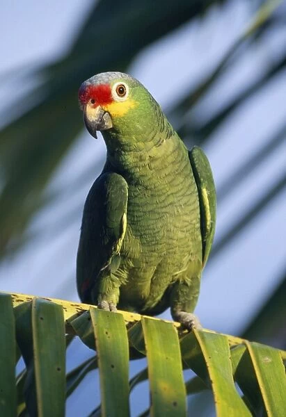 Red-lored  /  Red-fronted Amazon Parrot