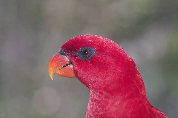 Red Lory - Close up of head. Found in Indonesia (Amboina) in forested areas in lowland and hillcountry