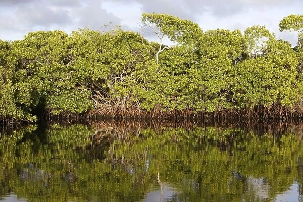 Red mangrove. Coro Pennisula - Venezuela