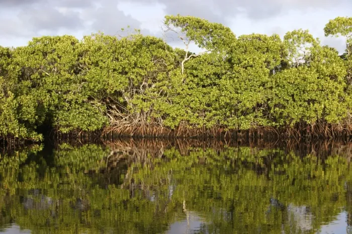Framed Print : Red mangrove. Coro Pennisula - Venezuela Framed Print : Red mangrove. Coro Pennisula - Venezuela
