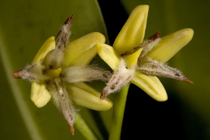 Framed Print : Red mangrove in flower. USA Framed Print : Red mangrove in flower. USA