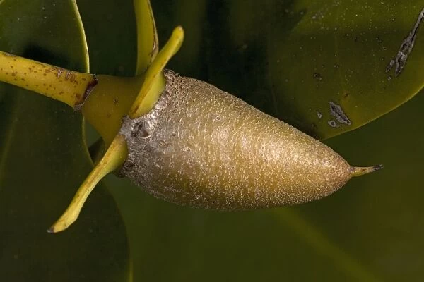 Red mangrove in fruit. This develops and germinates on the tree, then spears into the mud. USA