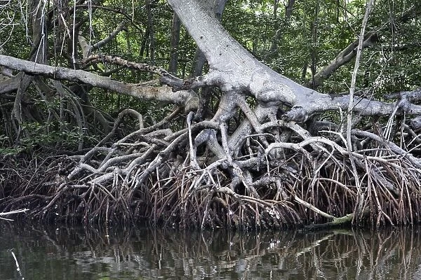 Red mangrove - showing roots. Coro Peninsula