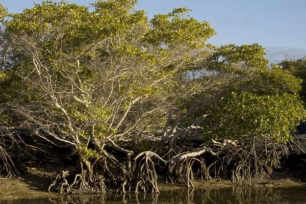 Red Mangrove - with stilt roots on Fernandina Island, Galapagos