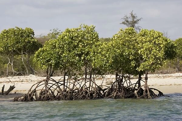 Red mangroves - along coastline at Lamu, Kenya, Africa
