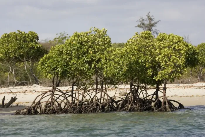 Framed Print : Red mangroves - along coastline at Lamu, Kenya, Africa Framed Print : Red mangroves - along coastline at Lamu, Kenya, Africa