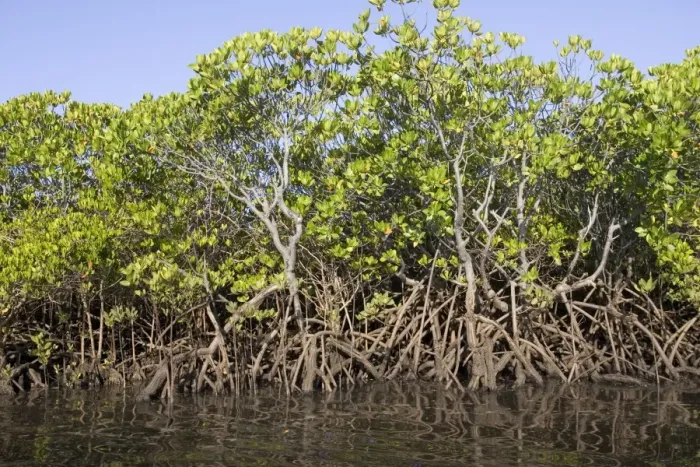 Framed Print : Red mangroves - along coastline of Manda Island near Lamu, Kenya, Africa Framed Print : Red mangroves - along coastline of Manda Island near Lamu, Kenya, Africa