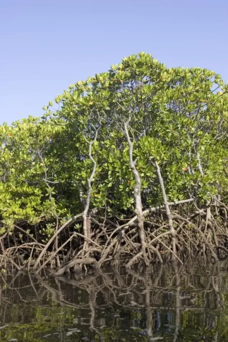 Framed Print : Red mangroves - along coastline of Manda Island near Lamu, Kenya, Africa Framed Print : Red mangroves - along coastline of Manda Island near Lamu, Kenya, Africa