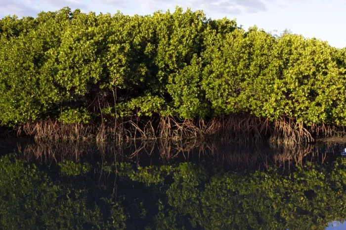 Framed Print : Red Mangroves - Queensland - Australia Framed Print : Red Mangroves - Queensland - Australia