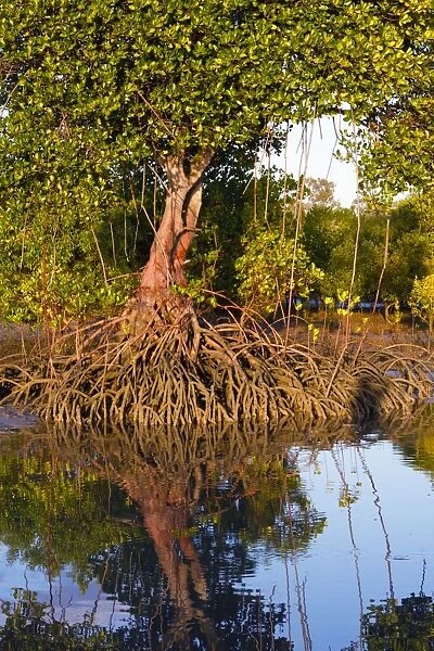 Red Mangroves - showing distinctive prop roots which support the main trunk - Queensland - Australia
