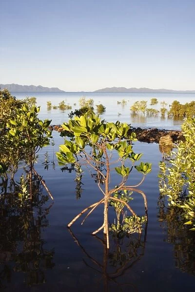 Red Mangroves - showing distinctive prop roots which support the main trunk