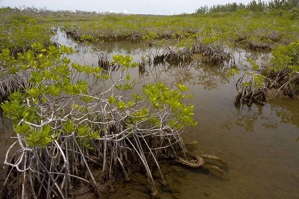Red mangroves showing stabilising prop roots. A pioneer species found throughout the tropics in tidal swamps. Lucayan National Park, Grand Bahama Island, Bahamas