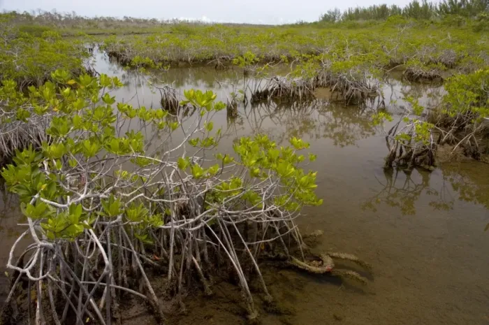 Framed Print : Red mangroves showing stabilising prop roots. A pioneer species found throughout the tropics in tidal swamps. Lucayan National Park, Grand Bahama Island, Bahamas Framed Print : Red mangroves showing stabilising prop roots. A pioneer species found throughout the tropics in tidal swamps. Lucayan National Park, Grand Bahama Island, Bahamas