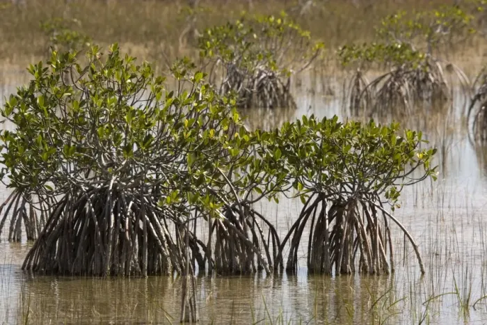 Framed Print : Red mangroves, with stilt roots. USA Framed Print : Red mangroves, with stilt roots. USA