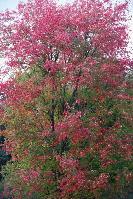 Framed Print : Red Maple - autumn - Hessen - Germany Framed Print : Red Maple - autumn - Hessen - Germany