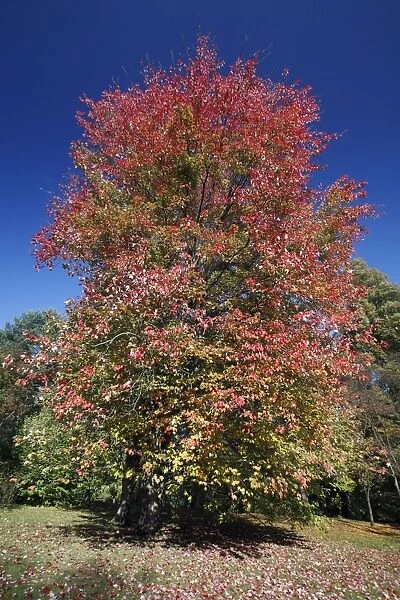Red Maple - autumn - Hessen - Germany