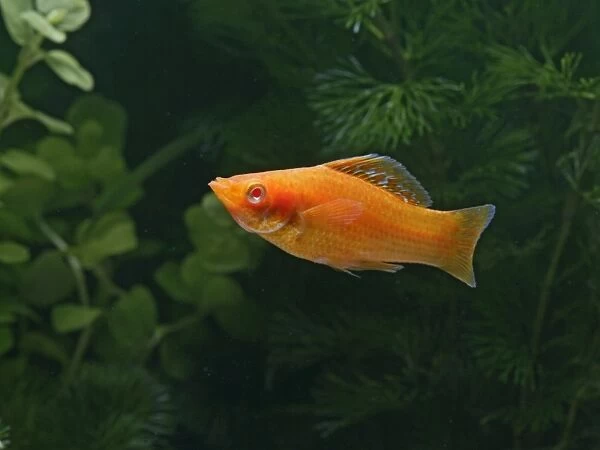 Red molly – side view- tropical freshwater - variant 002677